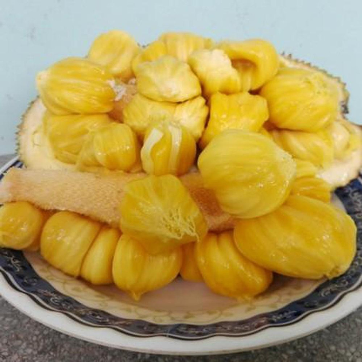 CÂY GIỐNG MÍT TỐ NỮ SIÊU SỚM
