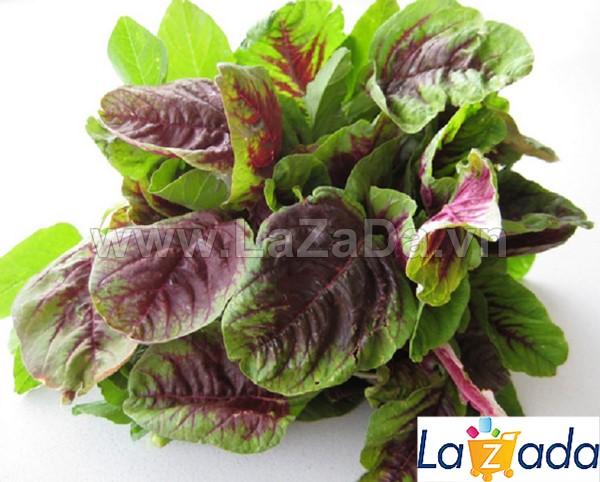 10Gr Hạt Giống Rau Dền Tiều (A3.401| W1*V44*M130)