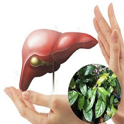 01 Kg cây Xạ Đen sấy khô