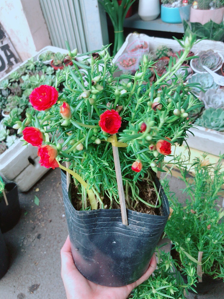 Hoa mười giờ mỹ (3 màu)