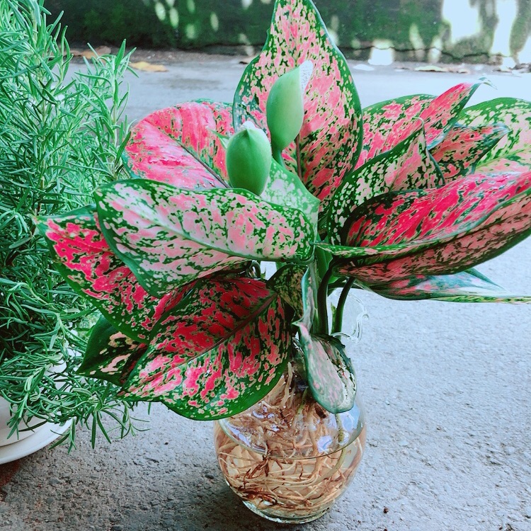 Chậu Vạn Lộc Thuỷ Sinh