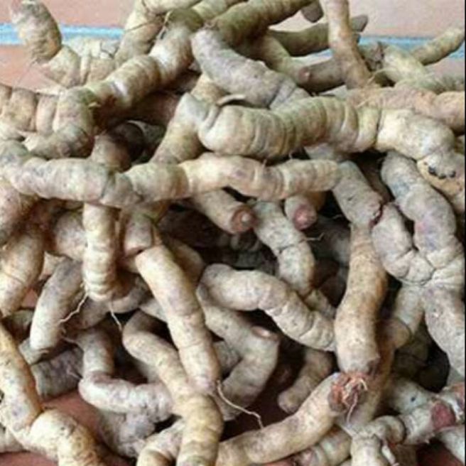 Sỉ toàn quốc 1kg ba kích tươi