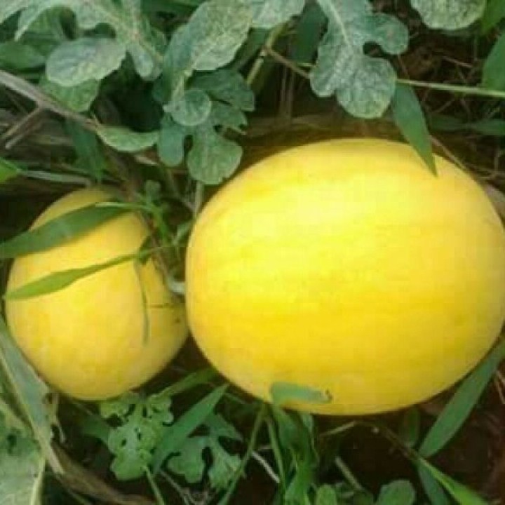 Hạt Giống Dưa Hấu Vàng Ruột Đỏ 10 Hạt