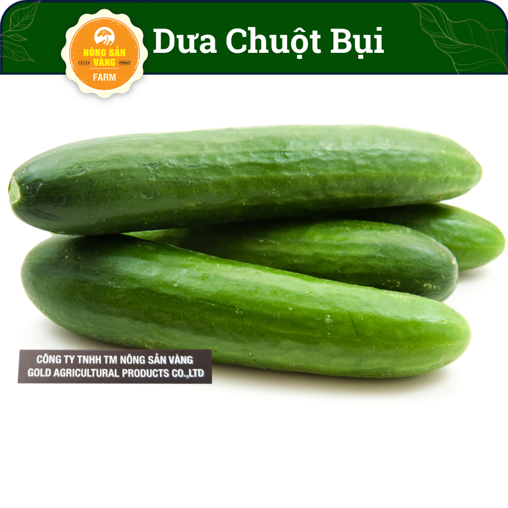 Cucumber seeds beam same self-pollination, easy to grow, fast for fruit (Pack 5 seeds)-shallow gold