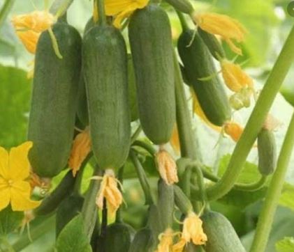 Gói 5 hạt giống Dưa Chuột Chùm F1 SV 302