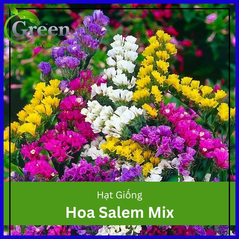 Hạt Giống Hoa Salem Nhiều Màu Mix -  Gói 50 Hạt