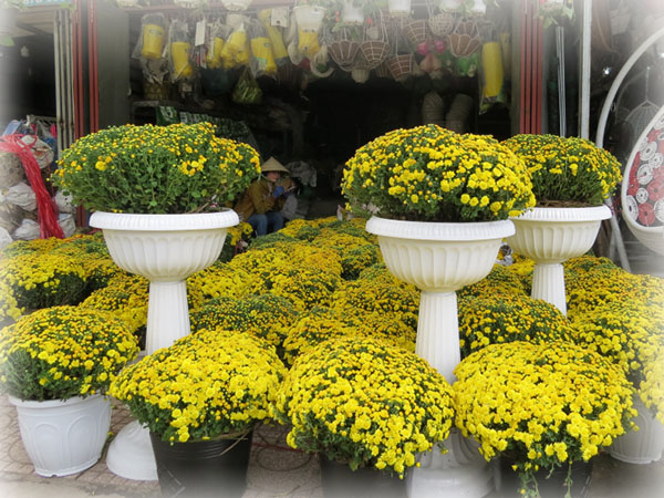 Hạt Giống Hoa Cúc Mini (Cúc Mâm Xôi Vàng)