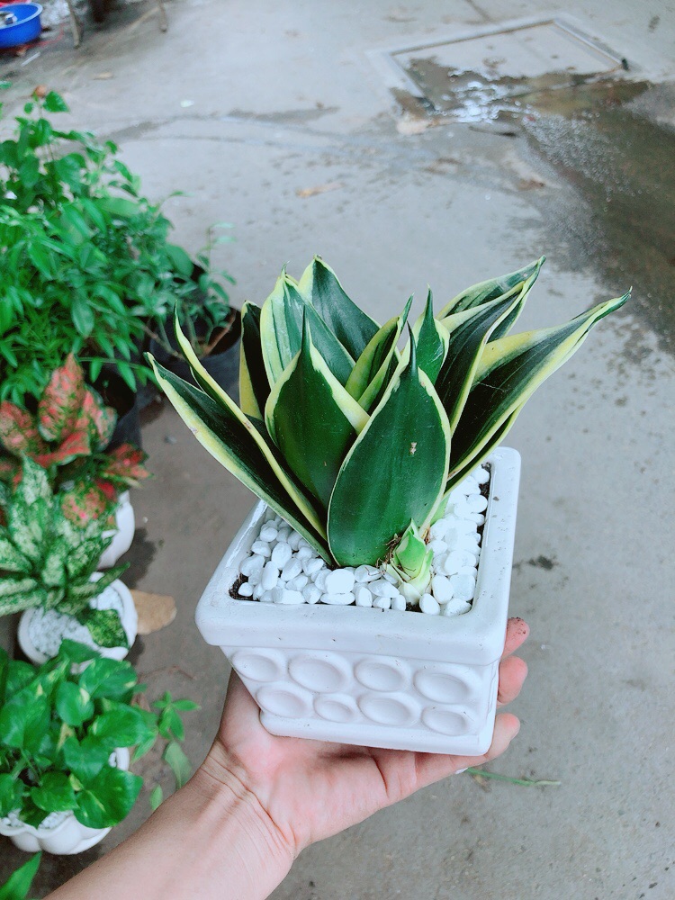 [HCM]Chậu Lưỡi Hổ Thái Xanh