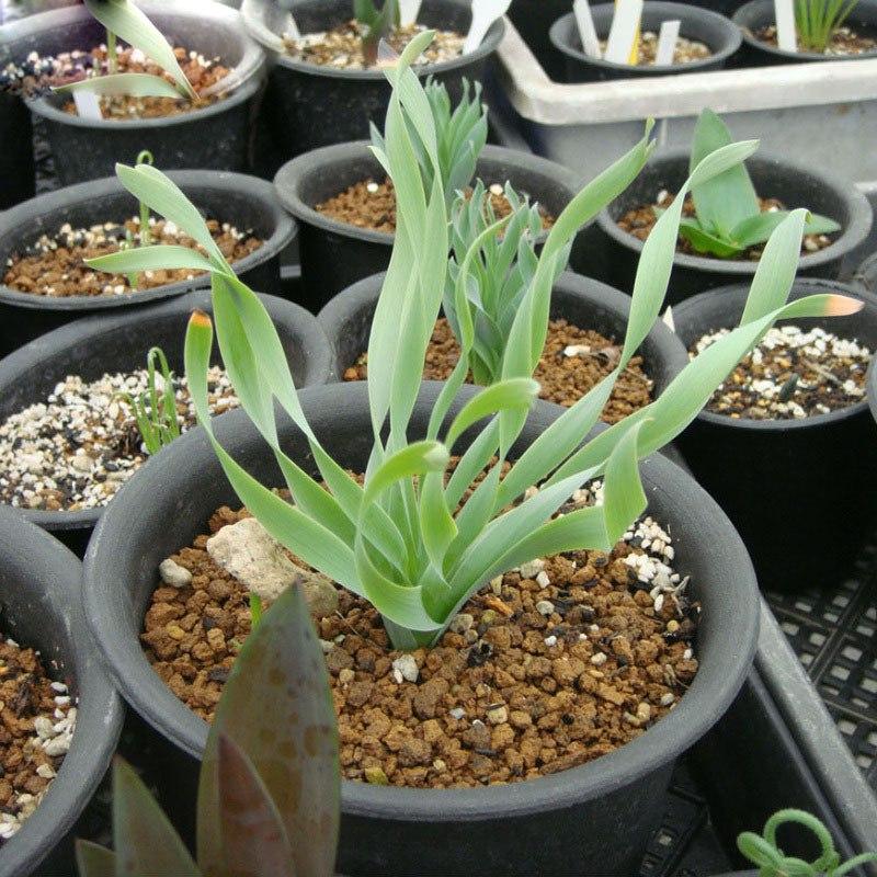 [Mới] - Hạt giống cỏ xoắn ốc  giá rẻ