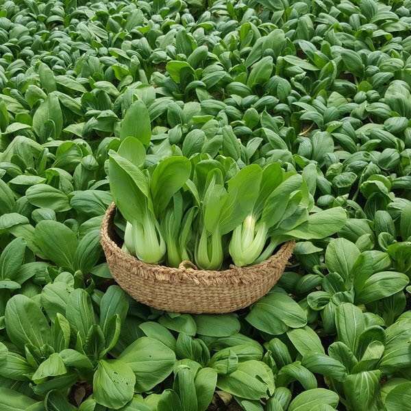 Cải thìa 77 (20g)
