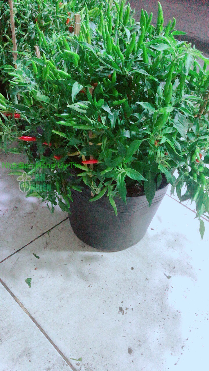 Bụi Ớt Hiểm Nhiều Trái