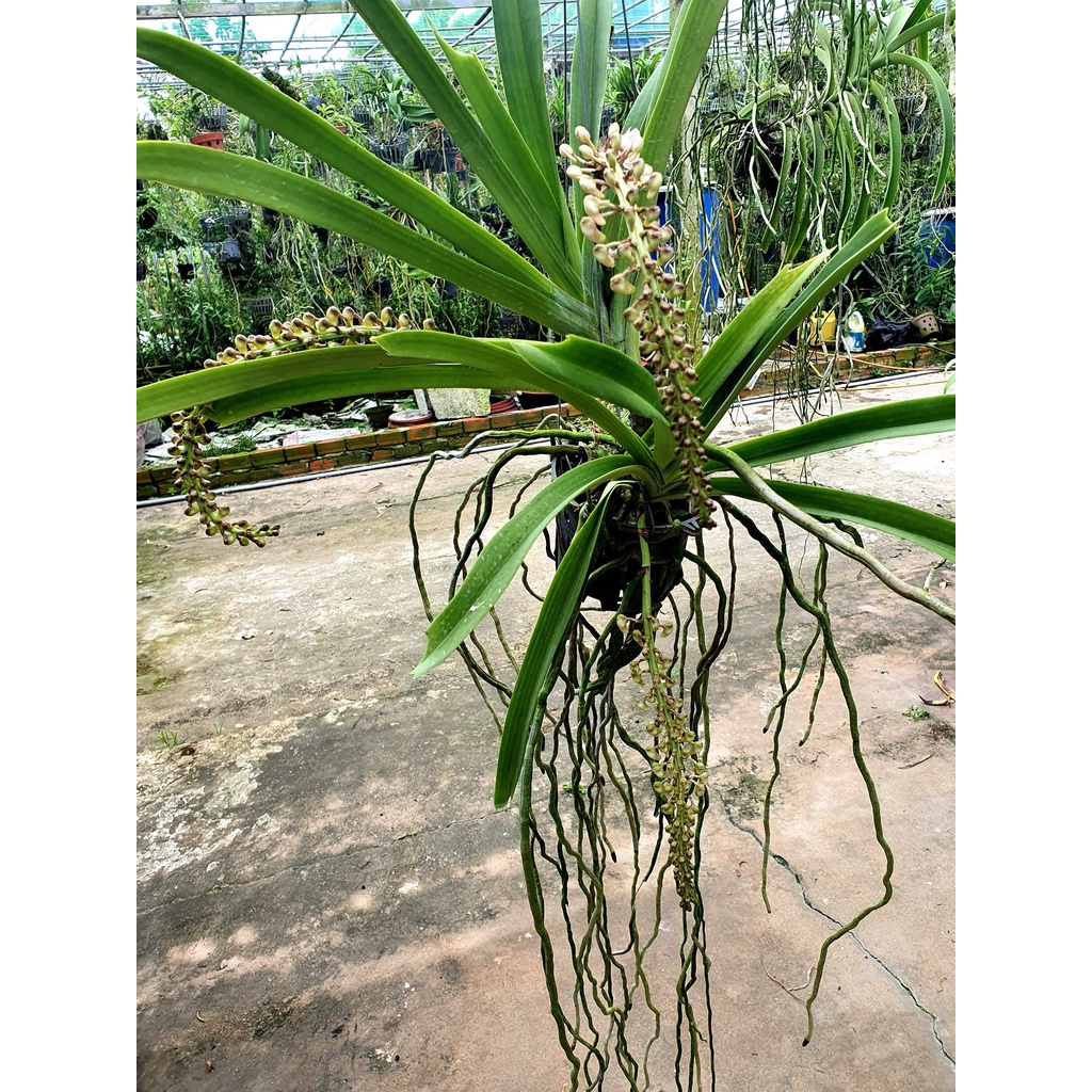 Lan Đuôi Cáo/Chồn - Hoa Thơm Phức Cả Vườn