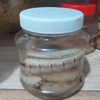 Bà Mối Lớn 20 con