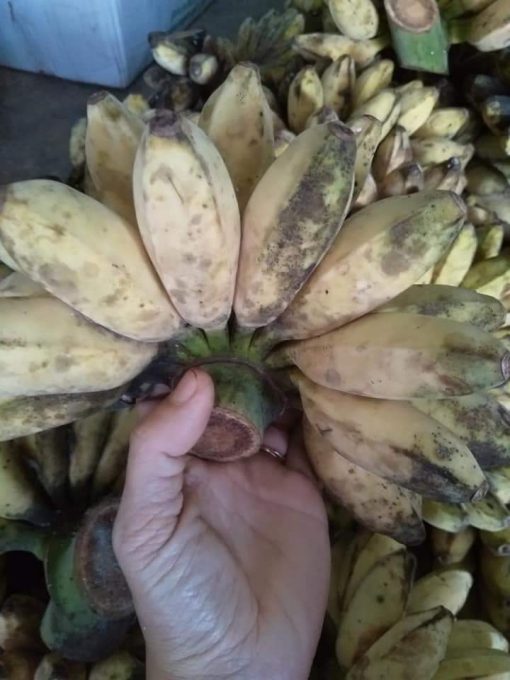 Cây chuối sáp