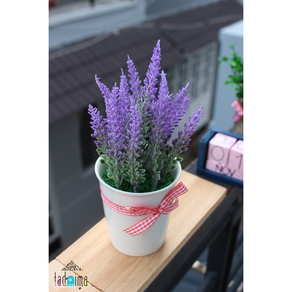 Hạt Giống Hoa Oải Hương ( Lavender 100 hạt)
