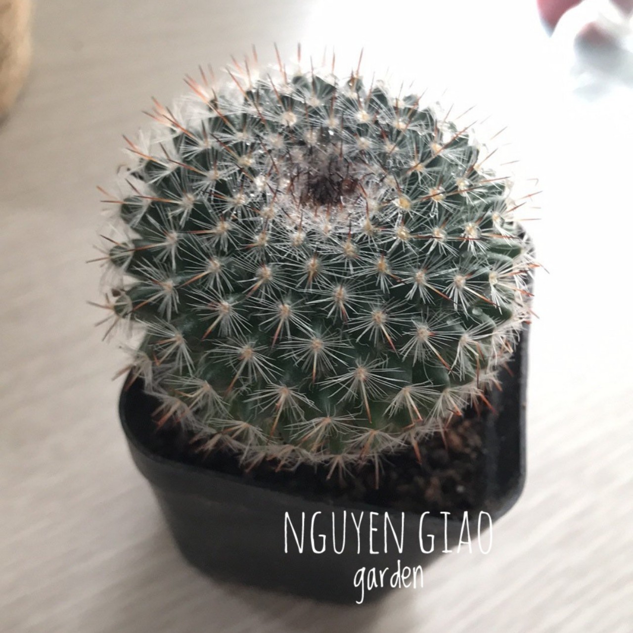 Cây xương rồng bánh sinh nhật mini