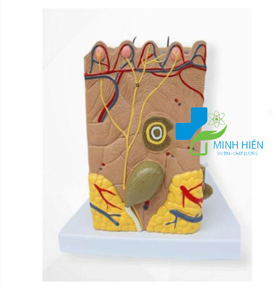 Mô hình giải phẫu da người phóng đại