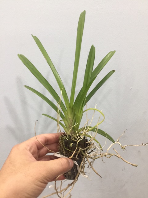 (giảm giá) cây hoa phong lan kiếm hoàng long