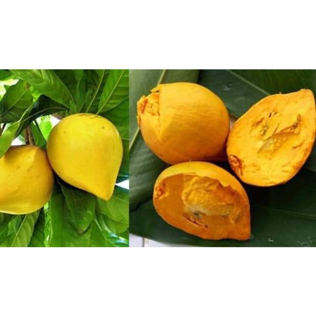 Cây Giống Lêkima (Trứng Gà) chuẩn giống