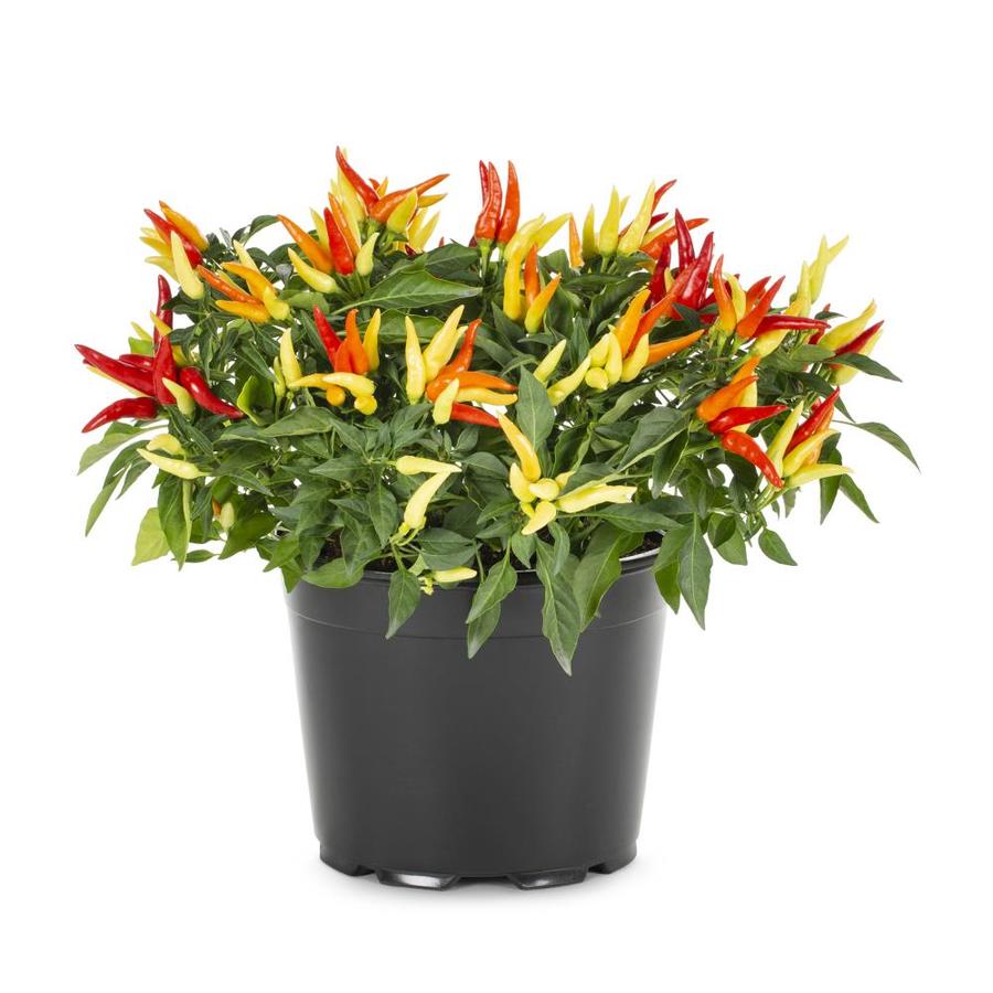 (50-70 Hạt) Hạt Giống Ớt Ngũ Sắc