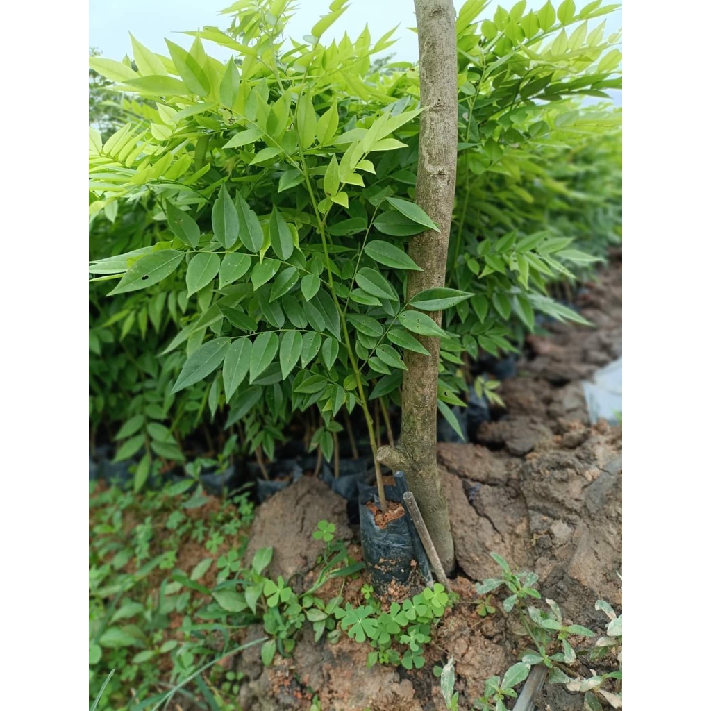 CÂY GIỐNG GỖ SƯA ĐỎ