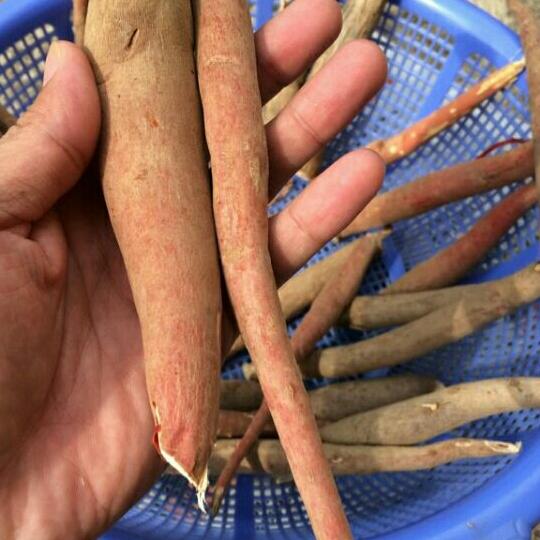 100g trà râu ngô