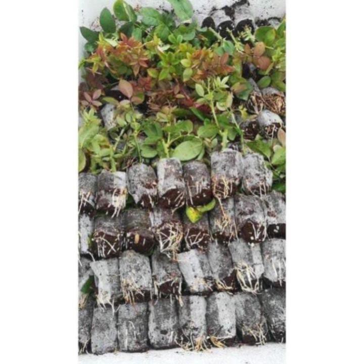 Combo 10 cây hoa hồng tỉ muội siêu bông (giâm cành, rễ bầu, cây khỏe) - Mua 10 tặng 2 và 1 gói kích rễ