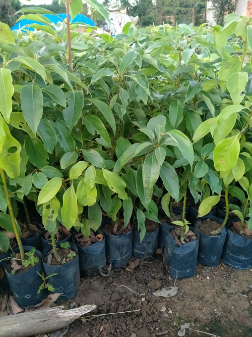combo 2 cây xá xị ( gù hương) cao 50cm chuẩn giống