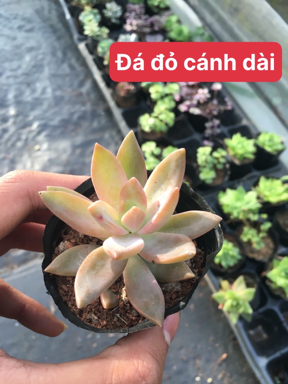 Sen đá đá đỏ cánh dài