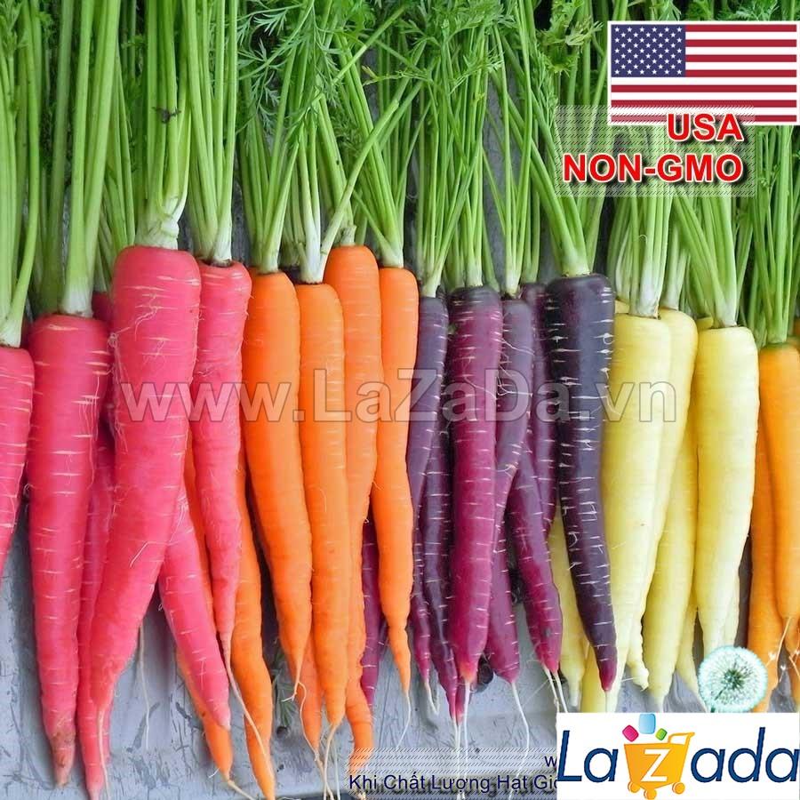 40h Hạt Giống Cà Rốt Mix Màu (A1.101| C29*W31*M304)