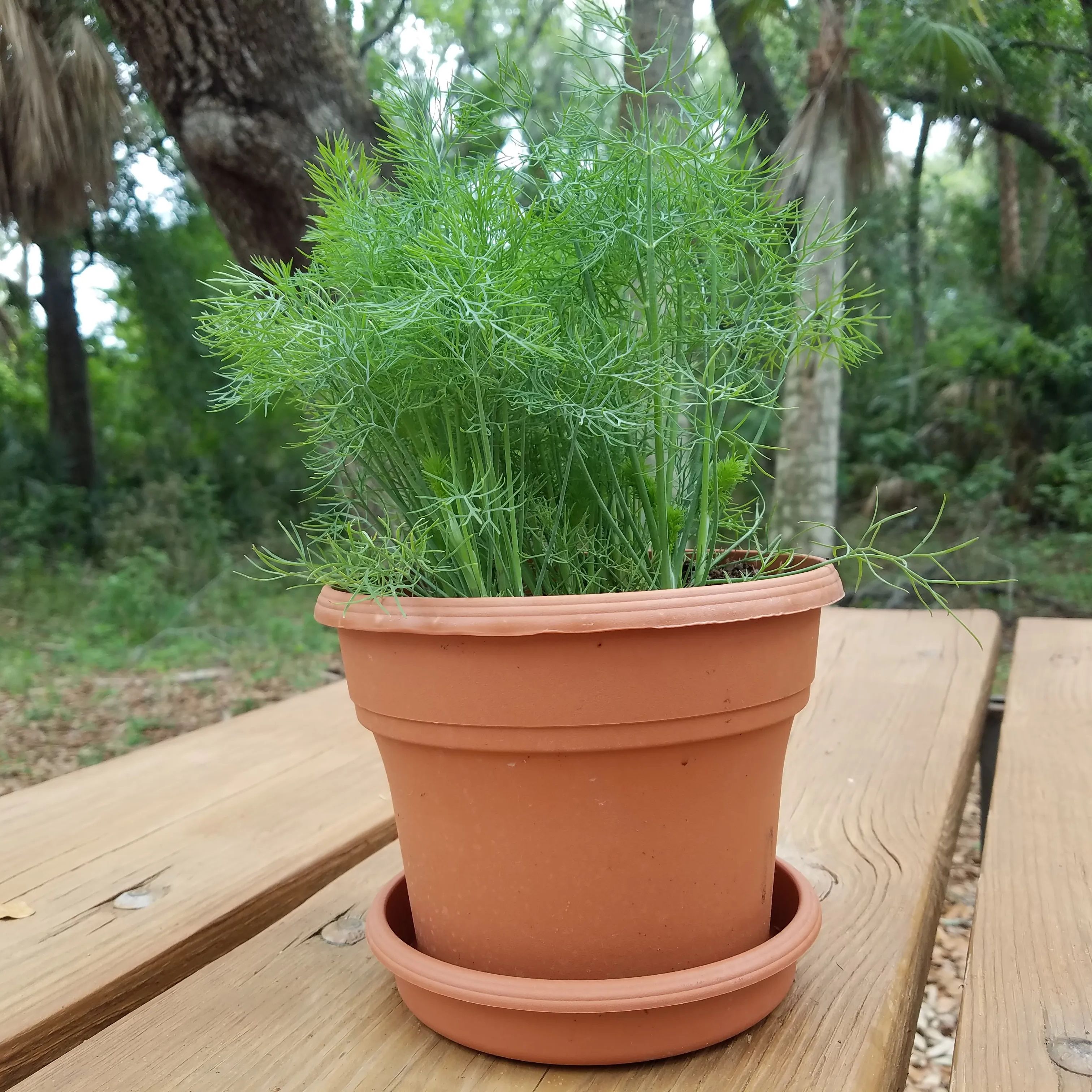 Dill Seeds (Rado 06) 5gr Package