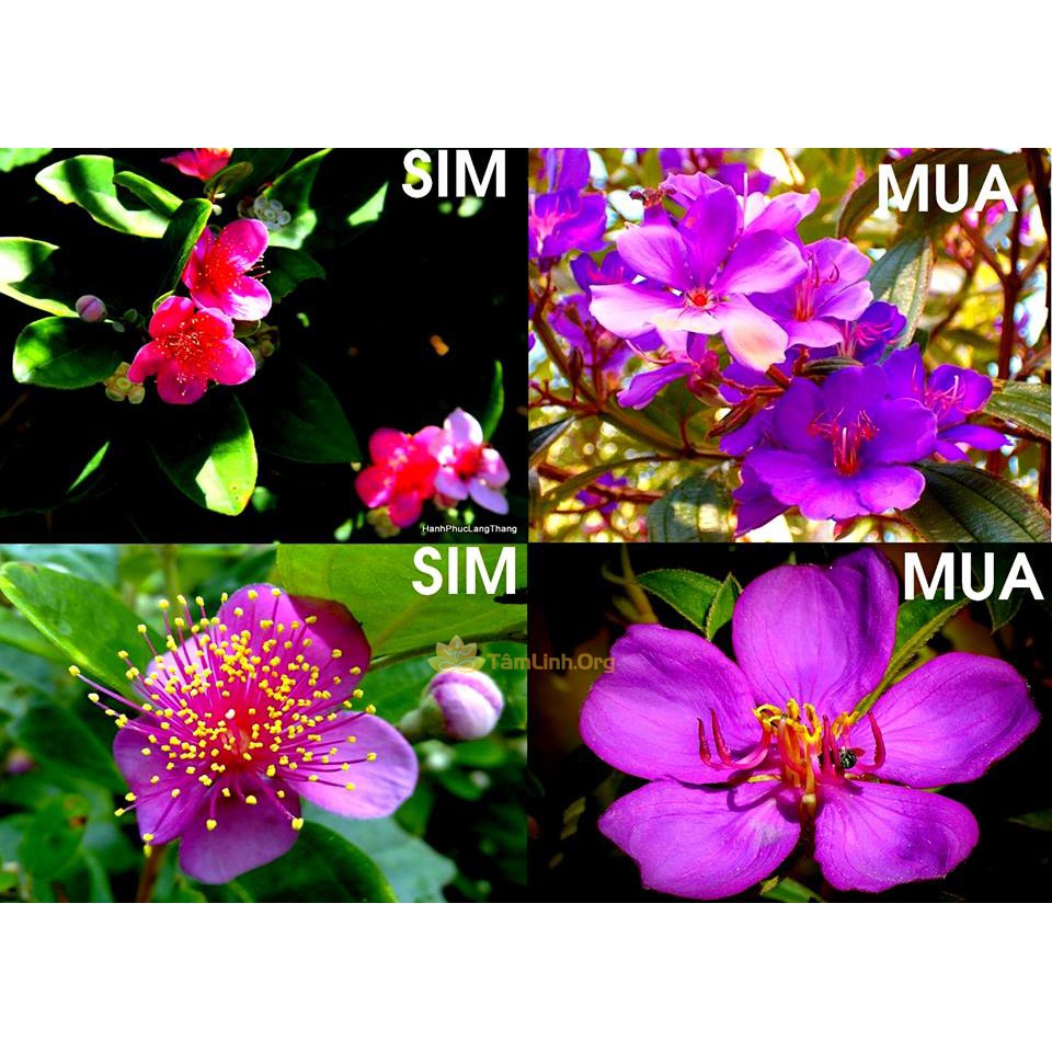 CHẬU HOA MUA TÍM THÁI LAN SIÊU ĐẸP