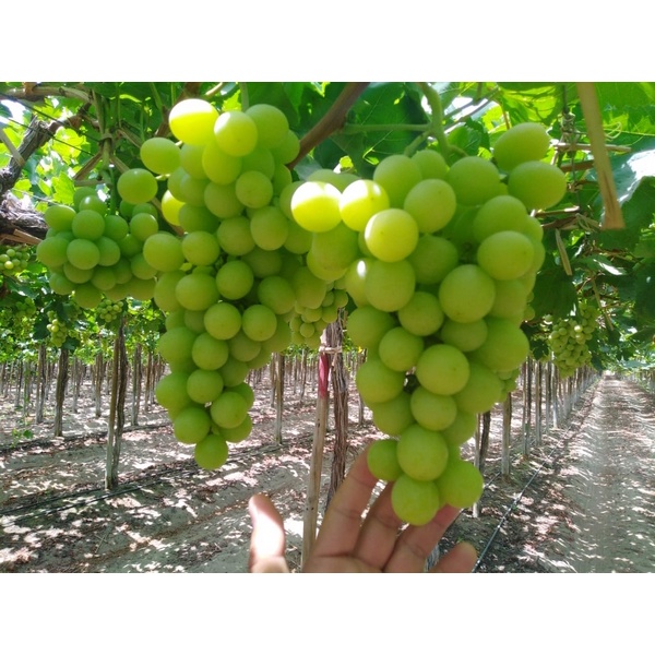 Hạt Giống Nho Xanh Không Hạt (Tặng kèm phân bón)
