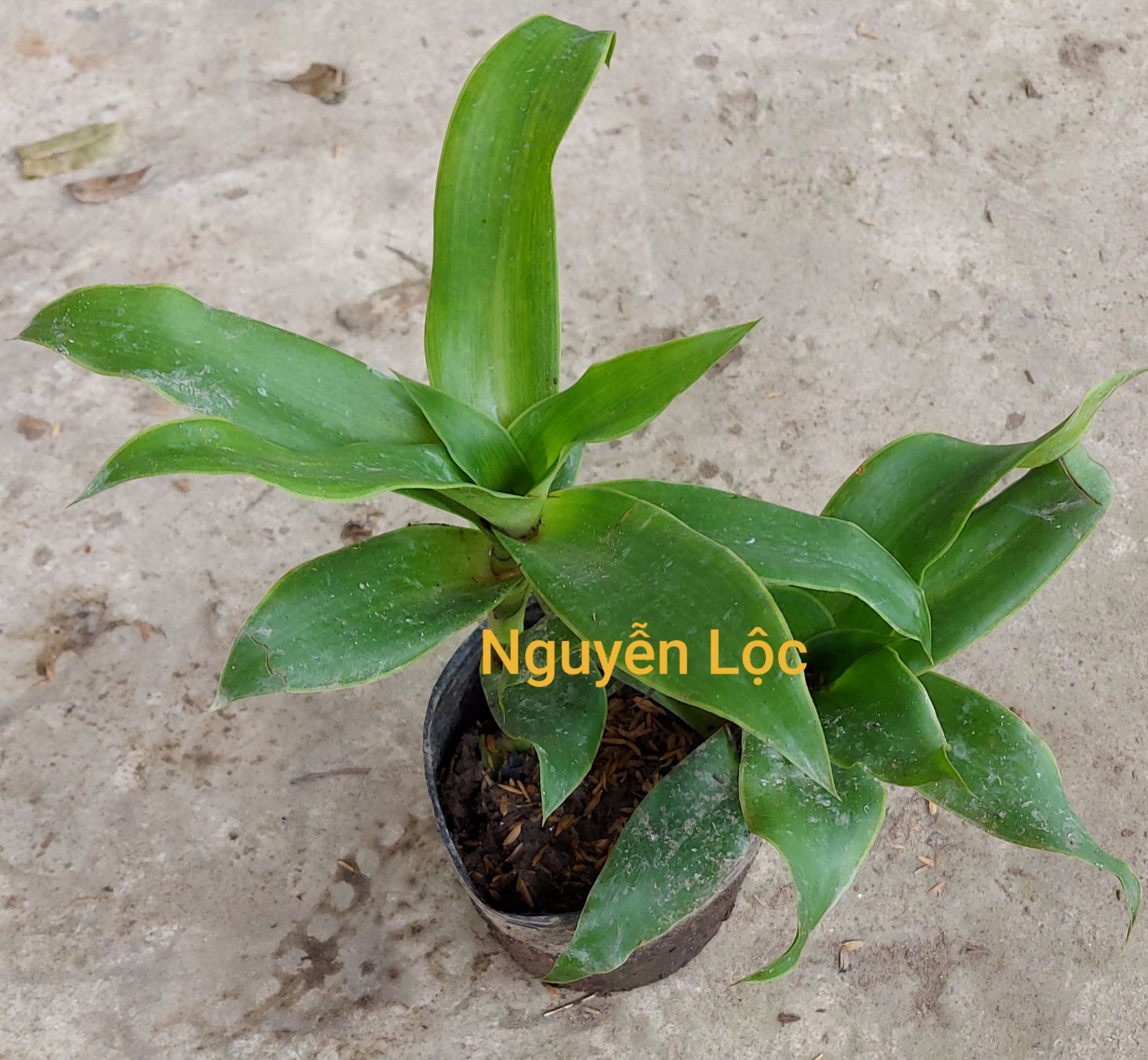 Cây lược vàng, NHIỀU CÔNG DỤNG GIÁ RẺ