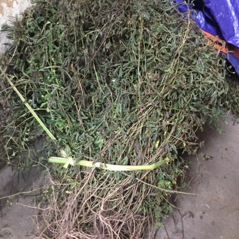 1kg cây xấu hổ đỏ tươi