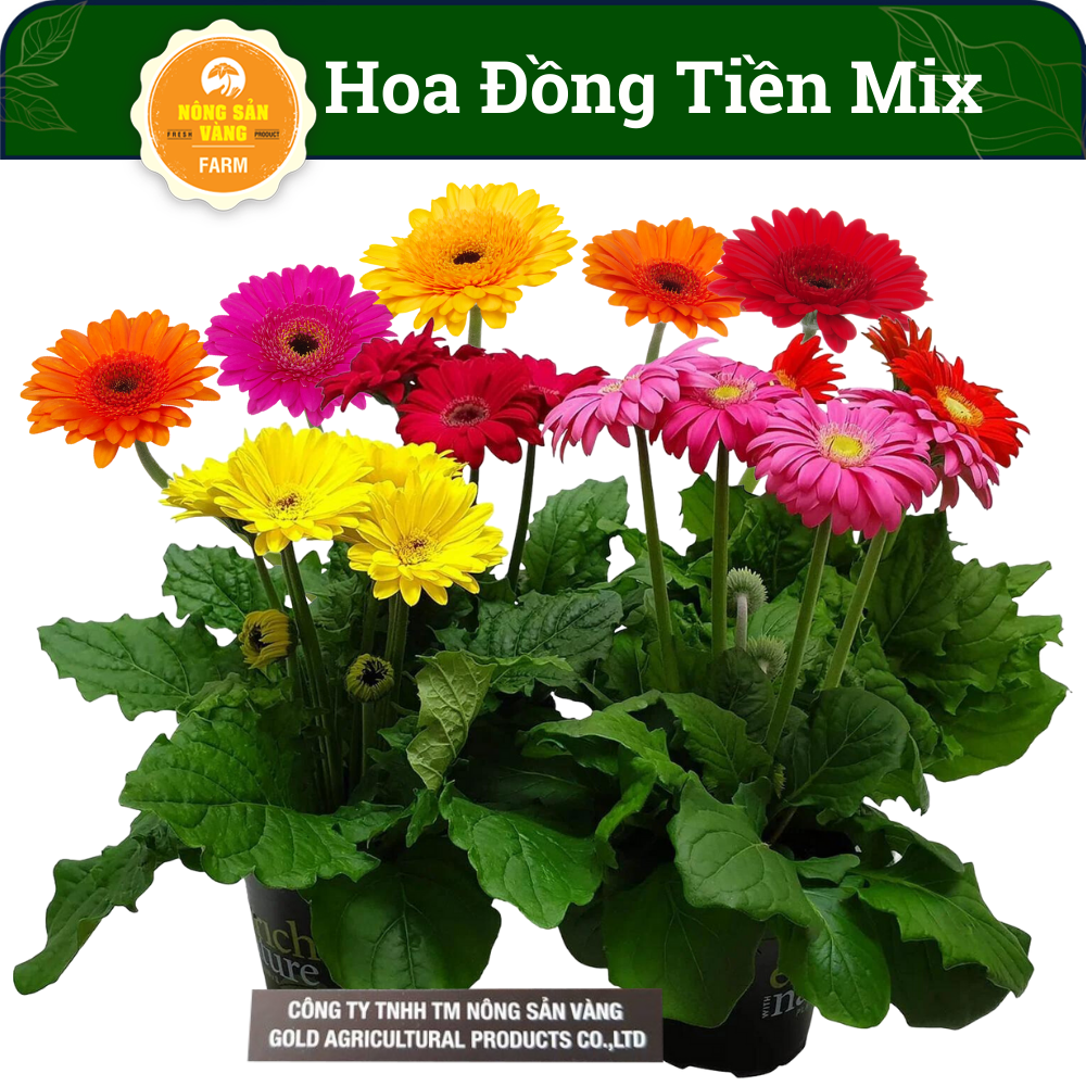 Seeds gerbera multi-color, high germination, easy to grow, easy care, ưa Sun (pack 10 seeds)-shallow gold