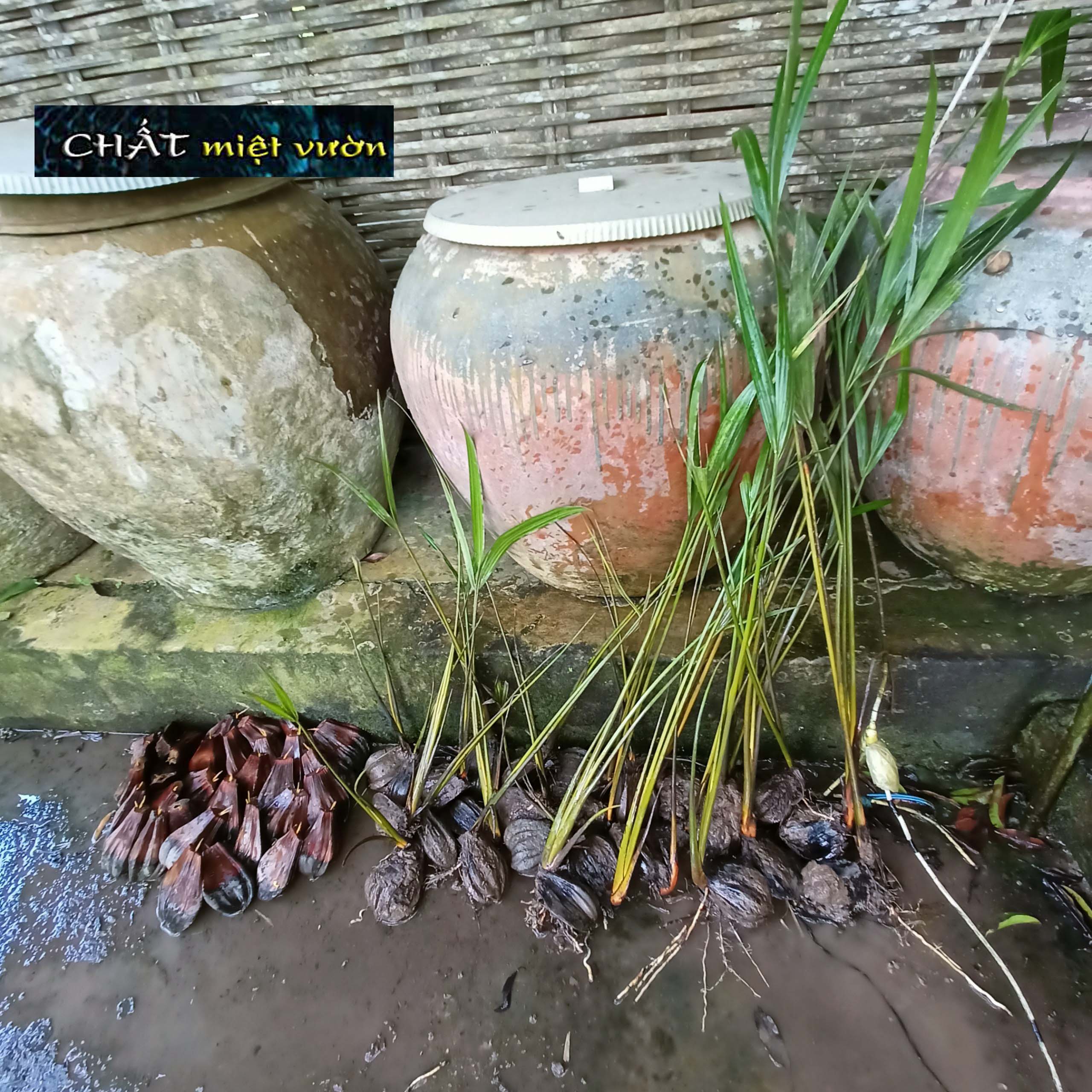 Cây dừa nước giống siêu quả - cây nhỏ