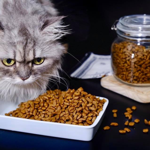 Hạt Cat's Eye Cho Mèo Mọi Lứa Tuổi