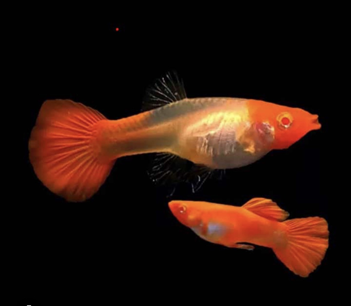 koi đỏ guppy - 7 màu koi