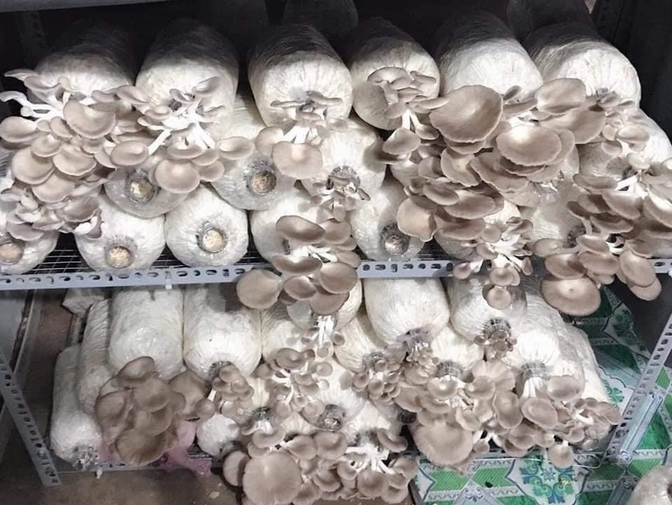 Phôi Nấm Bào ngư và Sò Thái (Combo 2 Bào ngư, 1 Sò)