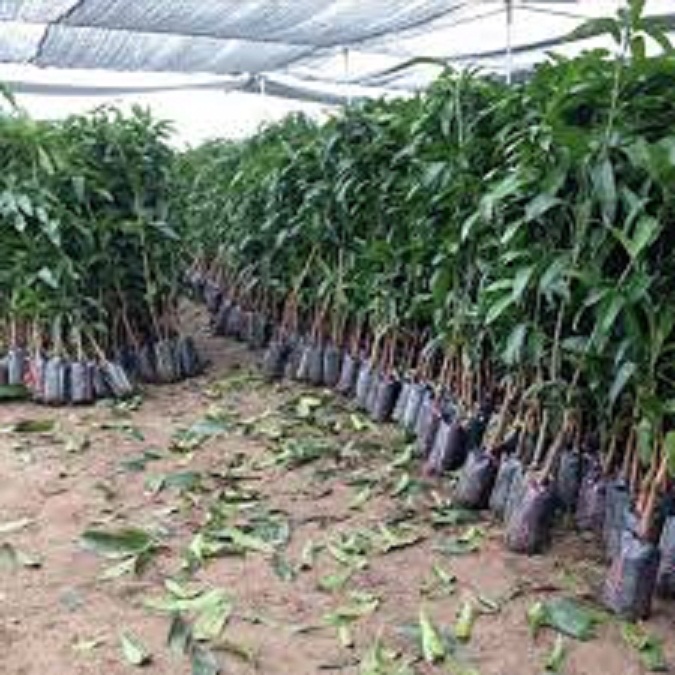 CÂY GIỐNG XOÀI TÍM SIÊU QUẢ