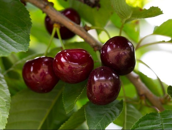 Cây giống CHERRY chịu nhiệt - Cây giống F1- hàng nhập khẩu