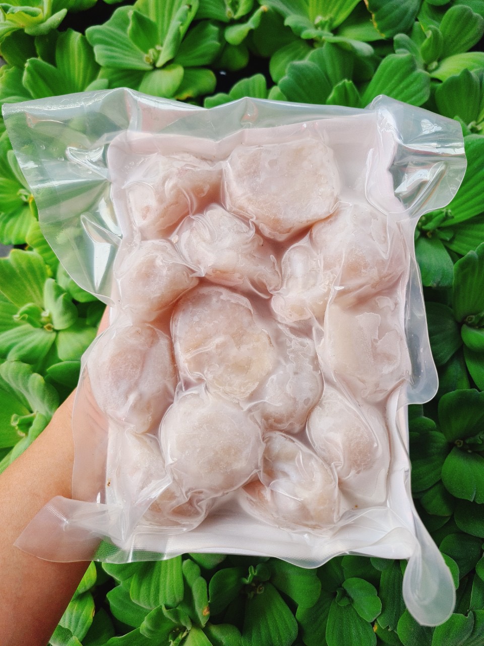 Răng mực cồ mực bự 500gr (giao tphcm)