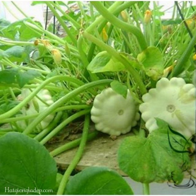 144A Hạt Giống Bí Đĩa Bay - 10 Hạt