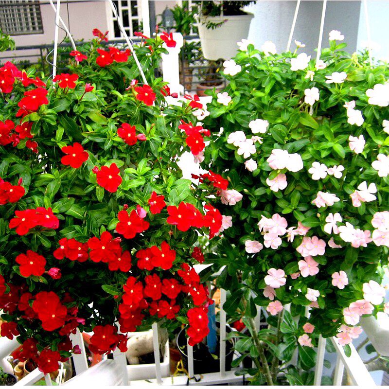Hạt giống hoa dừa cạn rủ
