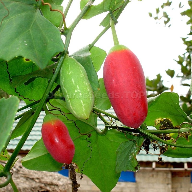 Hạt Giống Cây Bình Bát Dây ( Mảnh Bát )( Gói 10 Hạt) - Dễ Trồng, Ăn ngon