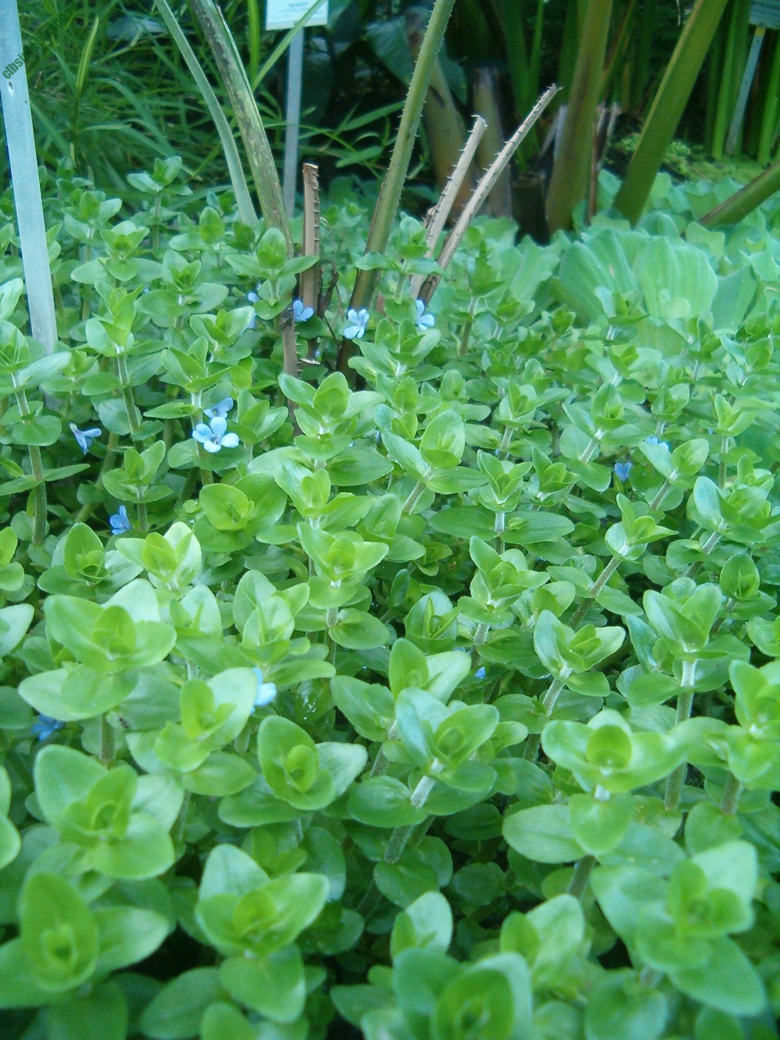 Cây thủy sinh Lệ Nhi (LÁ CẠN) , cây cắt cắm