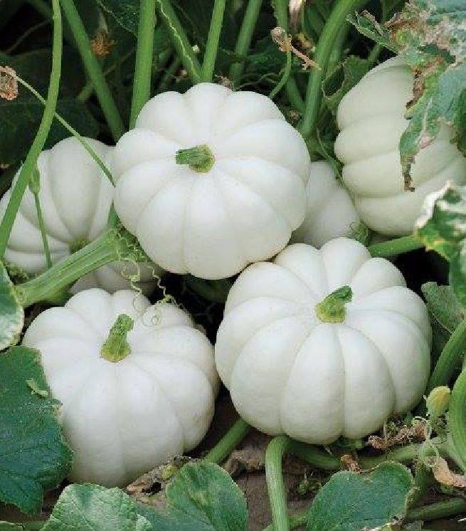Túi 10 Hạt giống bí mini mix  màu