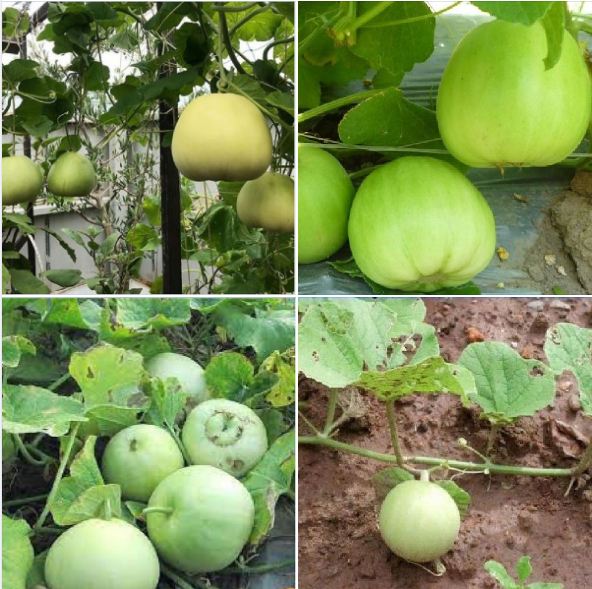 Combo of 2 Packs of Melon Seeds - (Cantaloupe - Super Sweet Pear Melon)