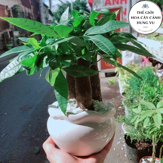 Cây kim ngân 3 thân- Tam lộc [Phúc-Lộc-Thọ].